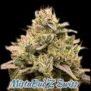 Blueberry Muffin Indoor CBD